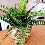 Le Petit Thai 2 Pieces Climatise Centre Avec Balcon Διαμέρισμα *
